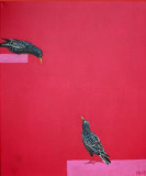 Common Starling - Spreeuw