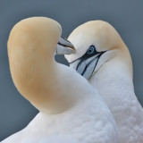 Gannet - Jan van Gent - Morus bassanus