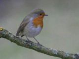 Robin - Roodborst - Erithacus rubecula