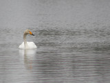 Whooper Swan - Wilde Zwaan - Cygnus cygnus