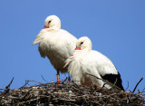 Ooievaar  - White Stork - Ciconia ciconia