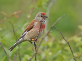 Kneu - Linnet -  Carduelis cannabina (male)