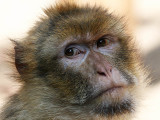 Berberaap - Barbary Macaque - Macaca sylvanus