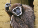 Monkey - Withandgibbon