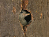 Grey Woodpecker - Grijze Specht - Dendropicos goertae