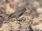 Black Redstart - Zwarte Roodstaart - Phoenicurus ochruros