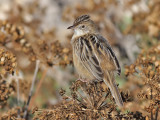 Zitting Cisticola - Graszanger - Cisticola juncidis