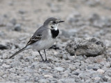 Pied Wagtail - Witte Kwikstaart - Motacilla alba