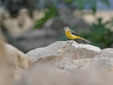 Yellow Wagtail - Gele Kwikstaart - Motacilla Flava