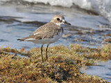 Greater Sand Plover - Woestijnplevier - Charadrius leschenaultii