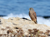 Common Kestrel - Torenvalk - Falco tinnunculus