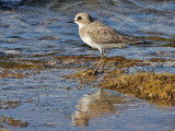 Greater Sand Plover - Woestijnplevier - Charadrius leschenaultii