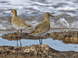 European Golden Plover - Goudplevier - Pluvialis apricaria