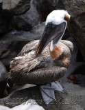 Ecuador - Galapagos