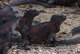 Ecuador - Galapagos