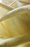 White rose vertical fold.jpg