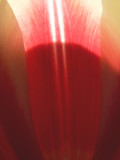 Tulip--chalice.jpg