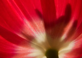 Tulip--backlit.jpg