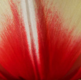 Tulip white stripes.jpg