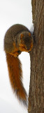 Winter squirrel Japanese scroll.jpg