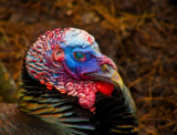 Turkey portrait.jpg