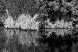 Vegetation, Back Bay NWR, Virginia, 2008.jpg