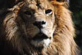 Lion portrait 1, Exotic Feline Rescue Center, 3 October 2010.jpg