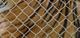 Patterns, Exotic Feline Rescue Center, 3 October 2010.jpg