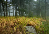 IMGP1778-1.jpg