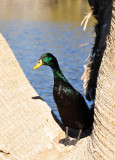 green-duck