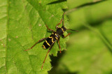 Clytus arietis (lvgetingbock) Hgmossen (l) 100619 Stefan Lithner