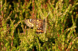 Euphydryas maturna (askntfjril) male Munkhyttan (Vstm) 100625 Stefan Lithner