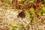 Erebia disa  (Disas grsfjril) Krokvik (Lpl) 100630 Stefan Lithner