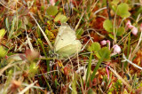 Colias werdandi (fjllhfjril) Abisko-Kungsleden (Lpl) 100701 Stefan Lithner