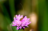 Nemophora metallica (kervddantennmal) Lyngsj (Sk) 100716 Stefan Lithner