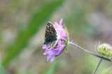 Pyrgus alveus (kattunvisslare) Grinduga-Fjrilsvgen (Gstr) 100720 Stefan Lithner