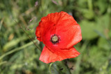 Long-headed Poppy