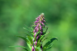 Rosebay Willowherb