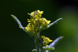 Great Yellow-cress