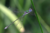 Male Emerald Damselfly