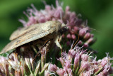 Lesser Yellow Underwing Moth