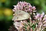 Lesser Yellow Underwing Moth