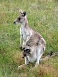 Eastern Grey Kangaroo female with pouch young