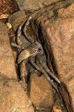 Huntsman spider