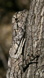 young Frillneck Lizard (Chlamydosaurus kingii)