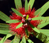 Weeping Bottlebrush (Melaleuca (Callistemon) viminalis)