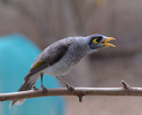 Noisy Miner