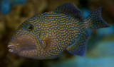 ? Triggerfish