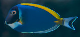 Powder Blue Tang