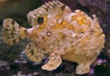 (White) Frogfish